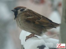 Vögel / ***