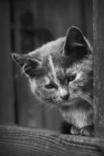 Kalt / ***