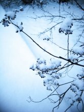 Cold Charme / ***