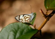 Schmetterling / $$$###