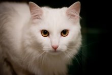Katze / ***