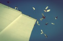 Himmel und Tauben / .......