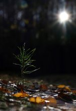 A new life is born / ***