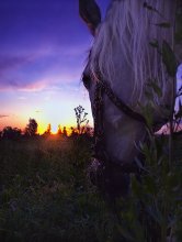 Summer Evening / ***