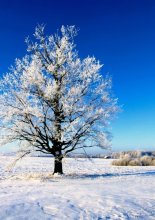 Winter schlafen. / *****