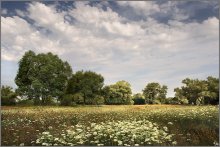 Wiese / ..........