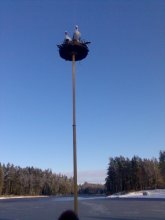 Überwintert ... / ***