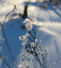 Eisblumen / ***