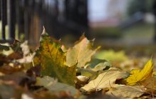 Autumn Blues / ***