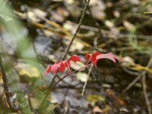 Herbstfarben / ***