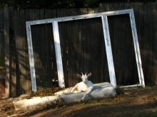 fashion goad / nice animal=)