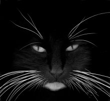 Master Nacht / *****