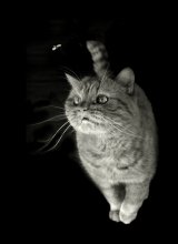 Katz-und-Läuse / ***