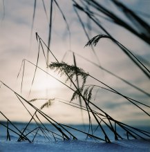 EVENING FRESH / ***