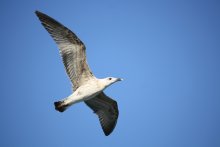 Möwe im Flug / ***