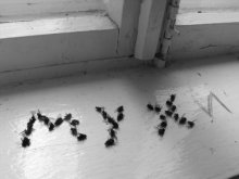 Fliegen / ***