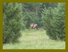 Eine unerwartete Begegnung im Walde / ***