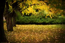 Hear the fallendes Blatt / ***