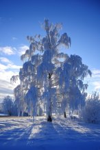 Birch inie / ***