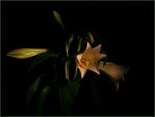 Lilien / #$$$#@