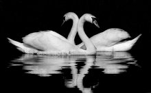 Swan Geschichte / ***
