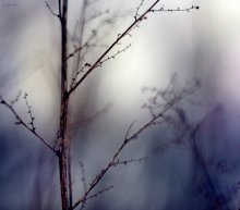 Color Dreams / ***