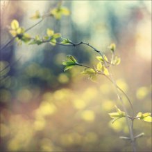 Color Dreams / ***