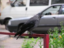 Blue-Bird / ***