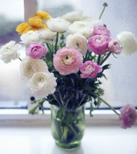 Butterblumen / ranunculus