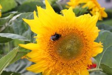 Sonnenblume / ______