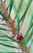einmal in einem Nadelwald / ***