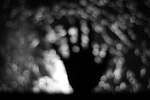 Tree in a fog of bokeh / no comment