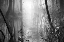 Morgennebel / .............