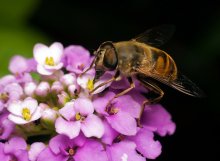 Schwebfliege / ***