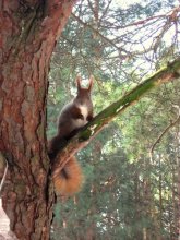 Eichhörnchen / ***