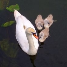Glück ... / ***
