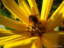 Bee.... / .....
