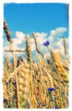 Kornblume / ***