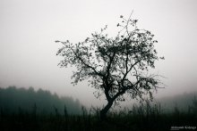 Grau / ******
