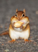 Dann essen / ***