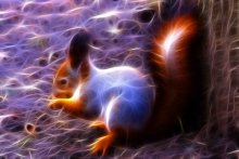 Eichhörnchen / ***