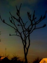 junger Baum / ***