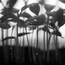 Triebe / -----------