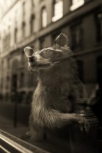 Urban Jungle / ***
