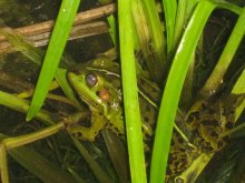 Frog Princess / ......