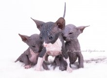 Kinder sind anders / ***