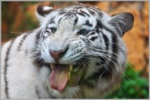 Weißer Tiger / ***