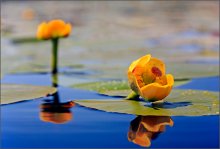 Seerosen und Wasser / ***