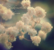 Hauch von Frühling .... / ***