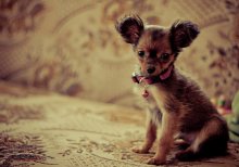 A Toy / .....
